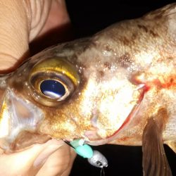 梅雨明けメバル