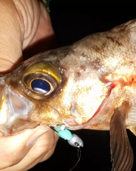 梅雨明けメバル