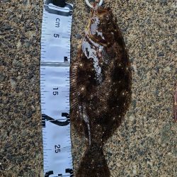 ロックフィッシュ好調