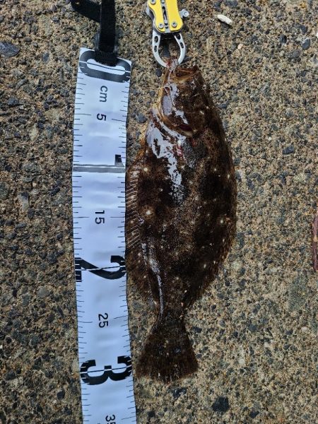 ロックフィッシュ好調