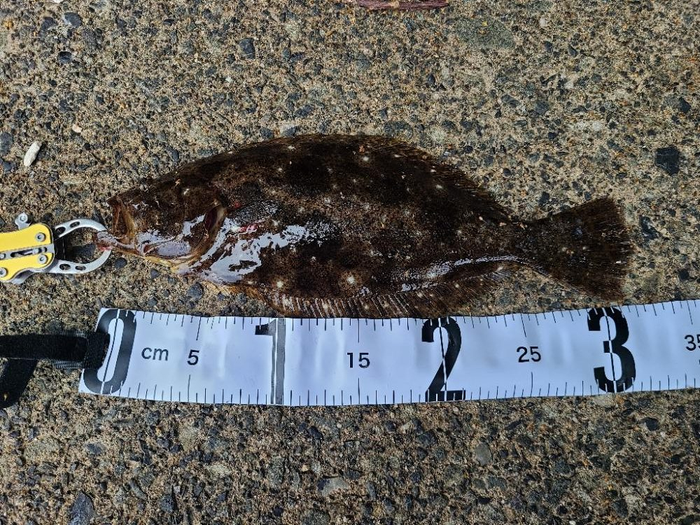 ロックフィッシュ好調