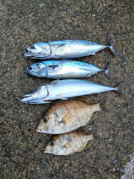 伝馬船での釣り
