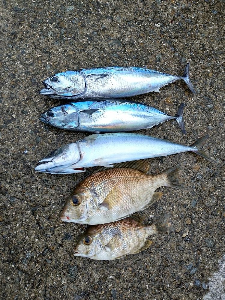 伝馬船での釣り