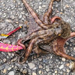 オクトパッシング 4