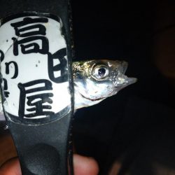 雨上がり豆殺隊