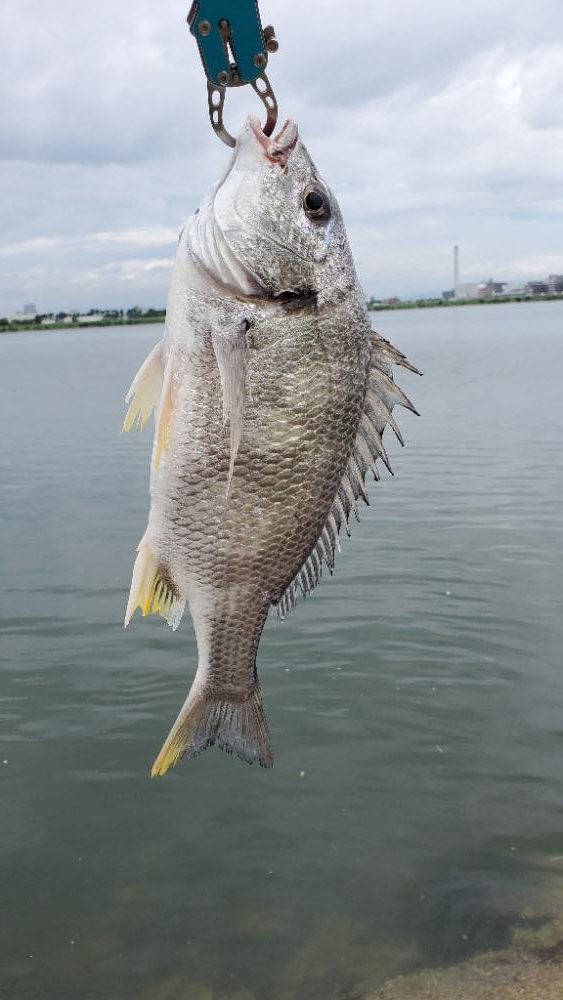 ボイルの正体はコイツ