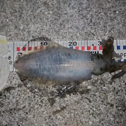 連日のエギング