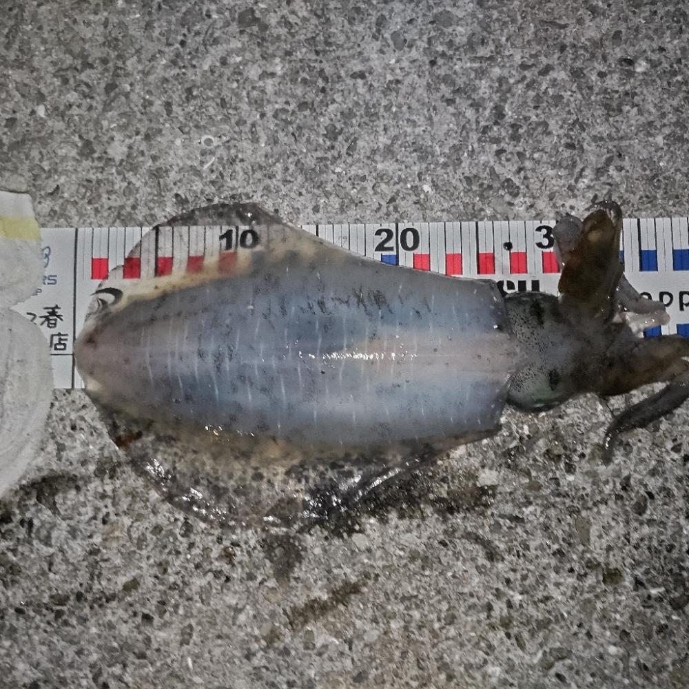 連日のエギング