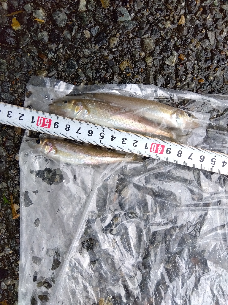 室津のキス釣り