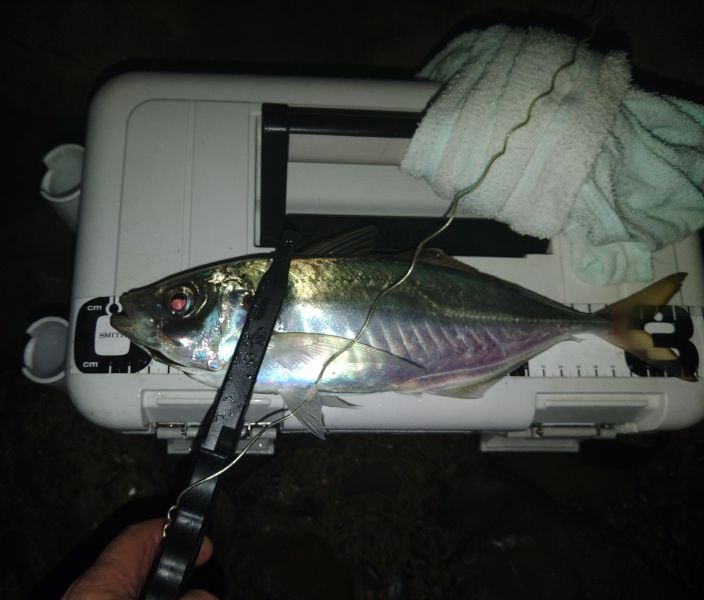 (尺アジ)フロートゲーム～