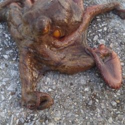 まずまずのタコゲット