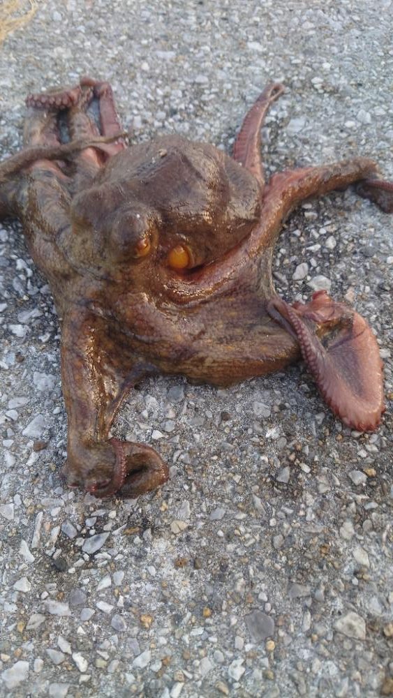 まずまずのタコゲット