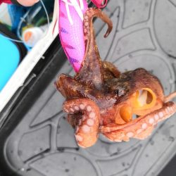 オクトパッシング 5