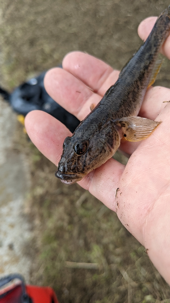 今期の旧中はいいです