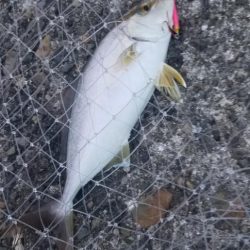 ルアーフィッシング