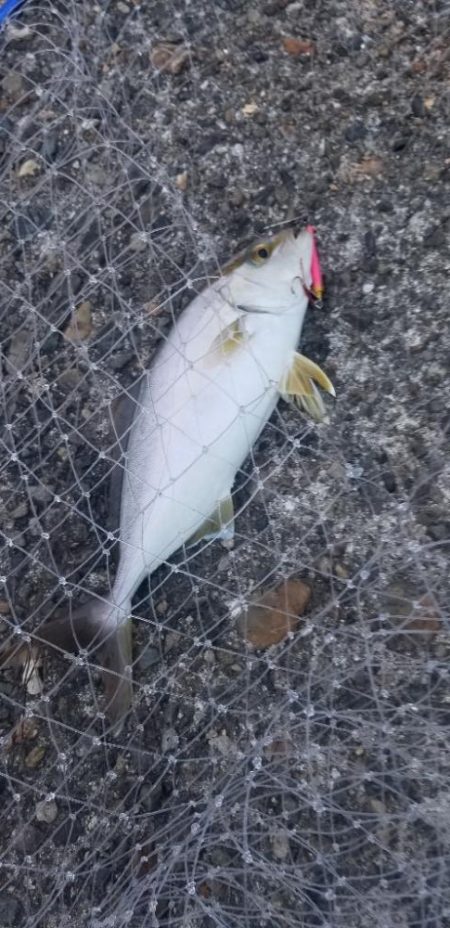 ルアーフィッシング