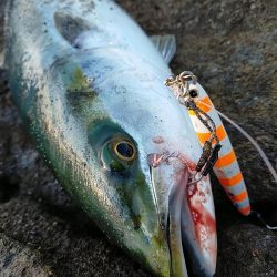 ワラサ（メジロ）今年初物！