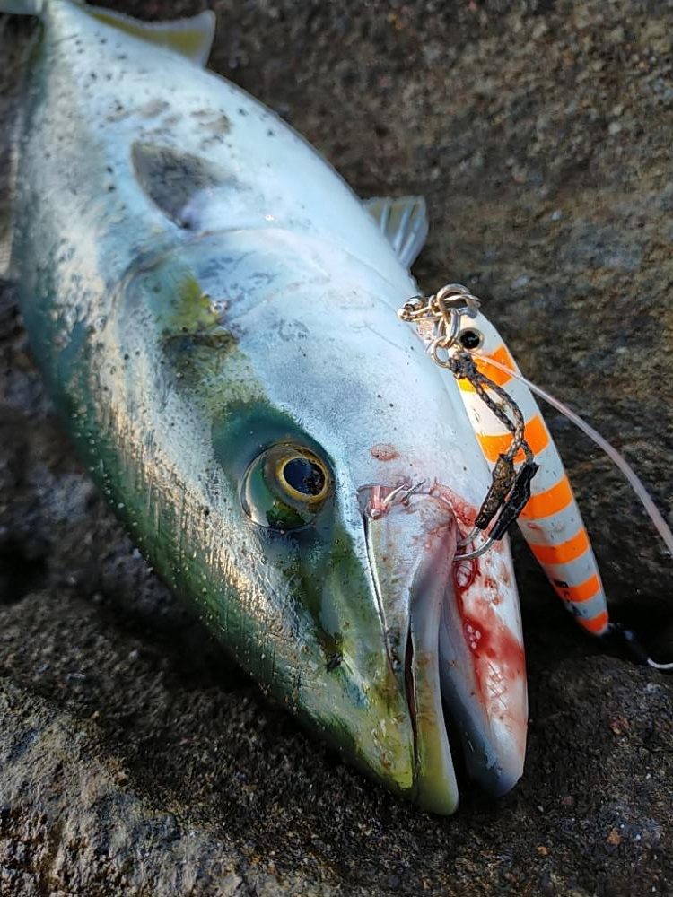 ワラサ（メジロ）今年初物！