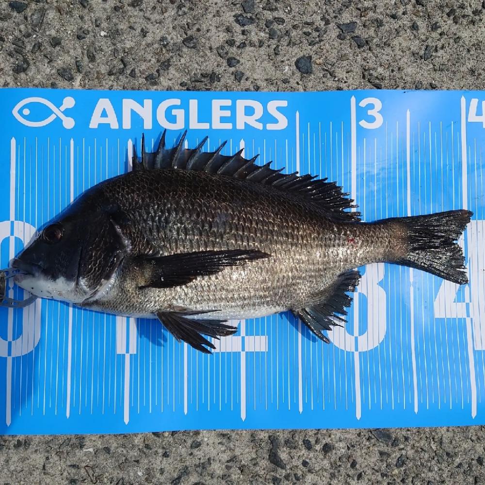 紀州釣りに挑戦