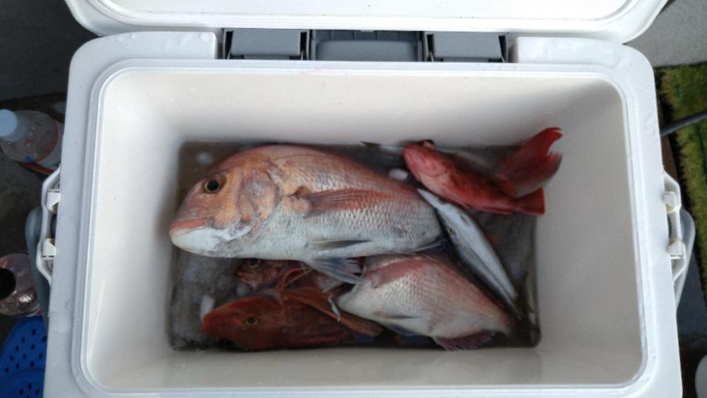 久々のタイラバでマダイ