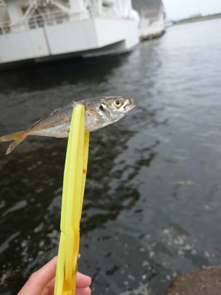 デイアジングは厳しい