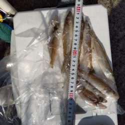 苅屋海岸のキス釣り