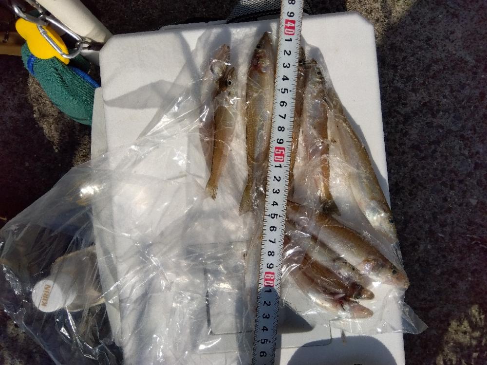 苅屋海岸のキス釣り