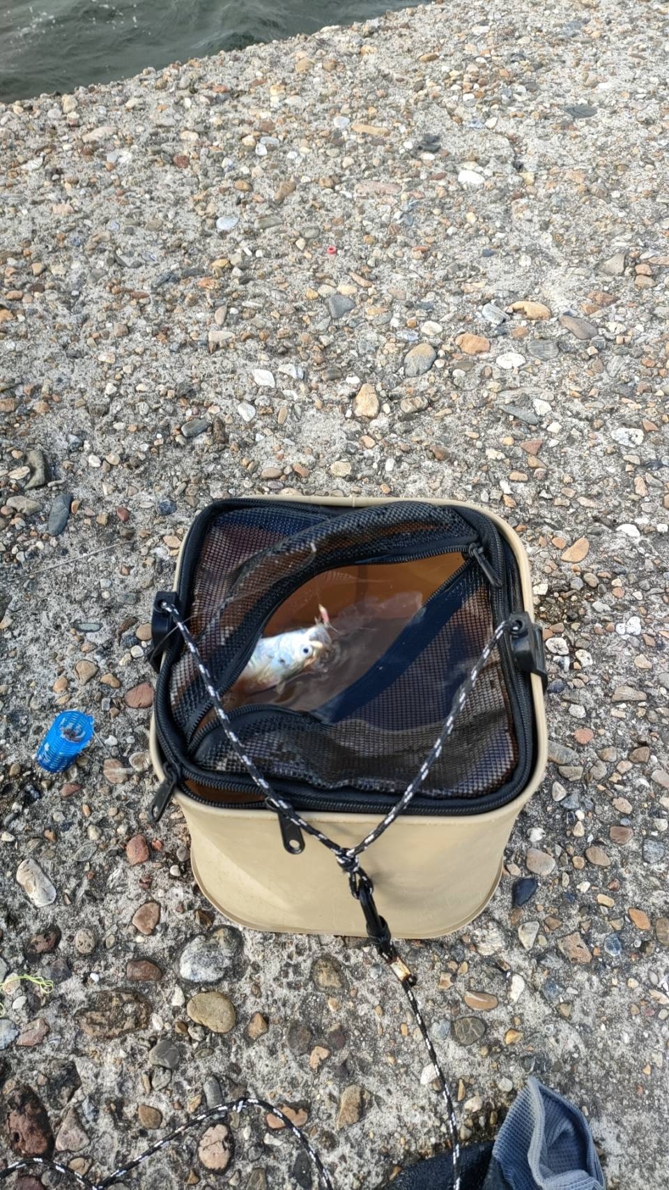 サビキでアジ狙い