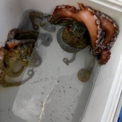 ショアからタコ2杯