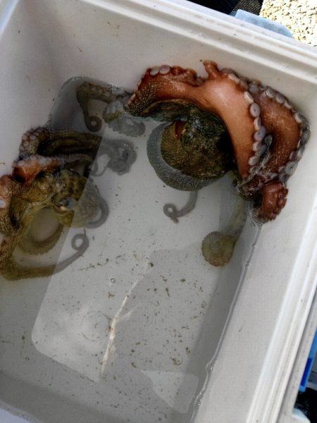 ショアからタコ2杯