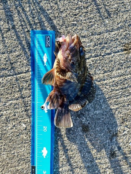 ライトワインドで