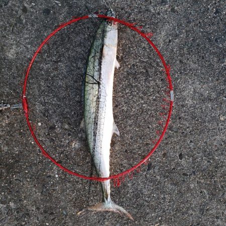 ついに！80㎝オーバー