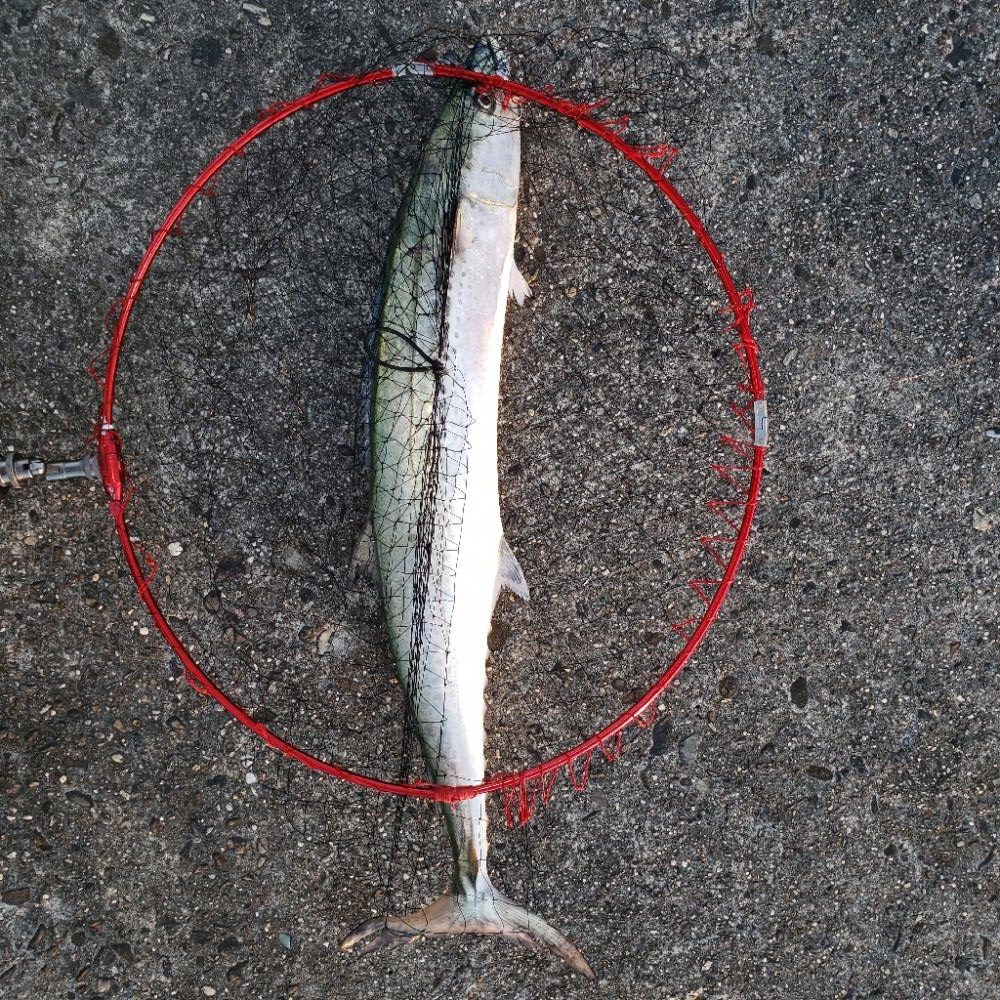 ついに！80㎝オーバー