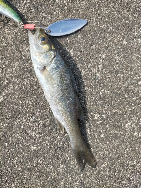 チーバスちゃん