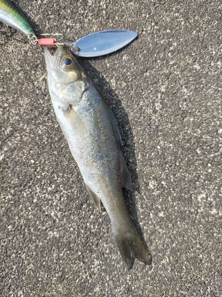 チーバスちゃん