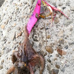 オクトパッシング 13