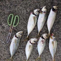 デカアジジギング