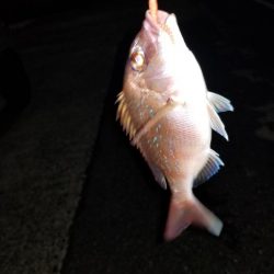 いつもの場所でアジング