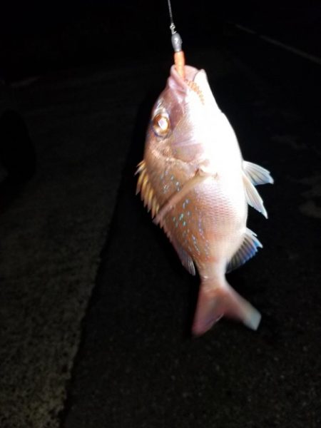 いつもの場所でアジング