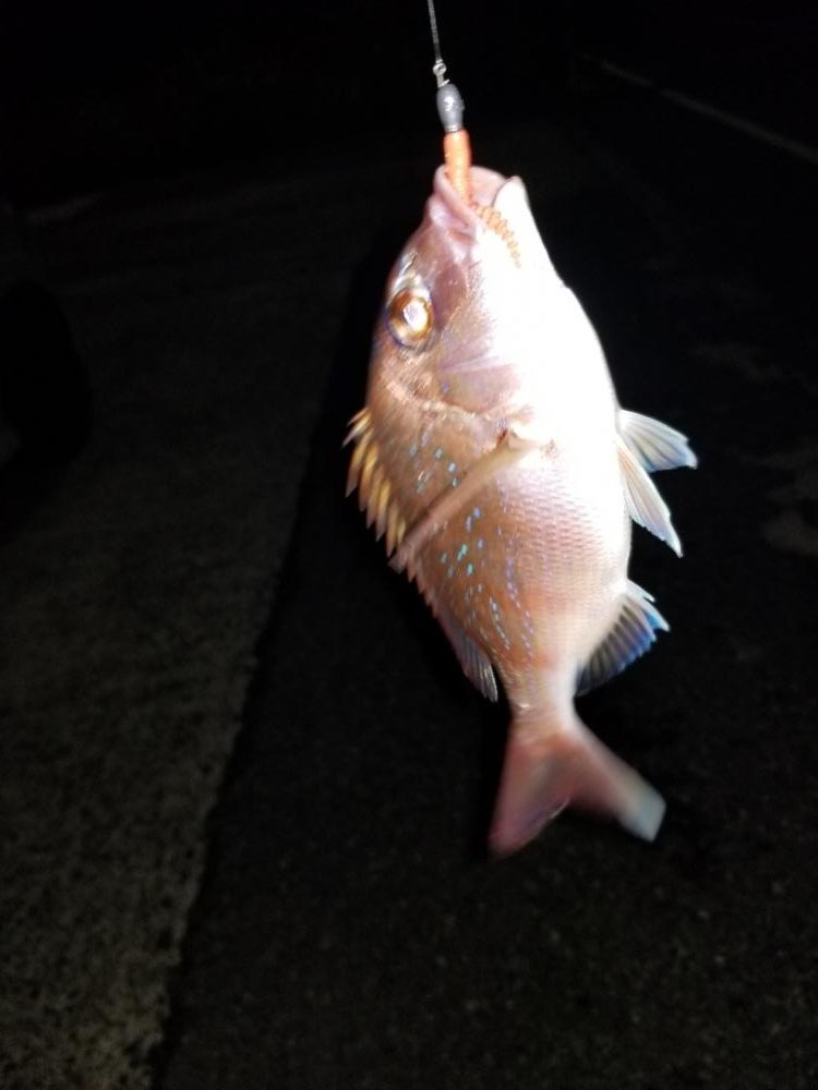 いつもの場所でアジング