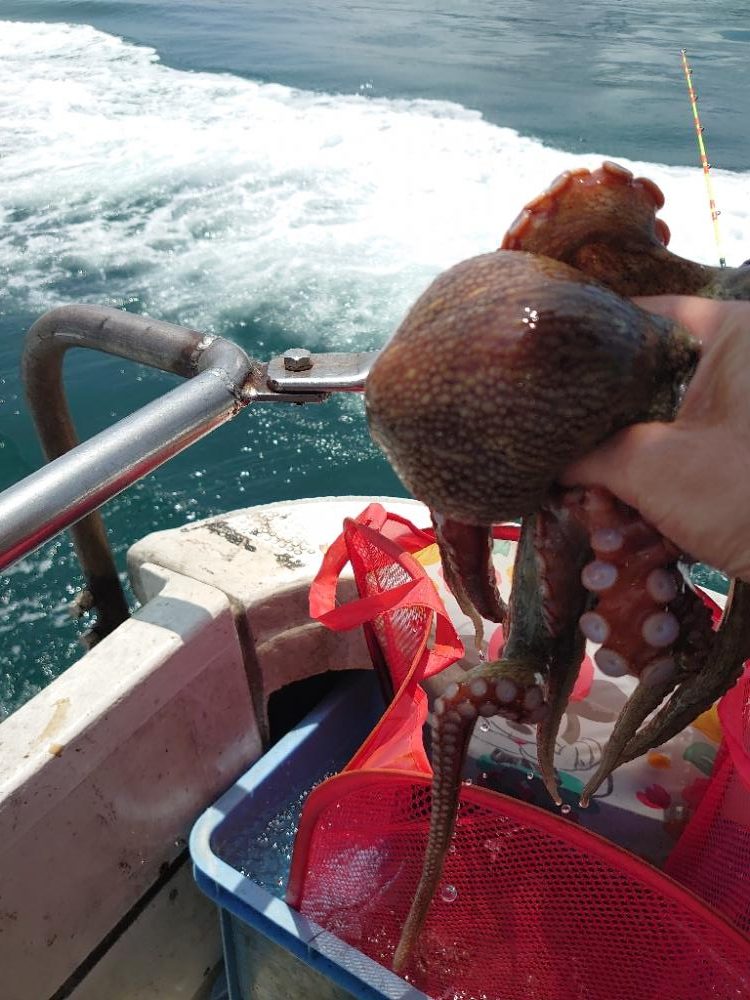 タコと青物狙い