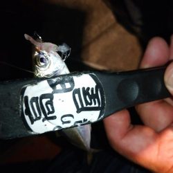 今夜も豆アジング