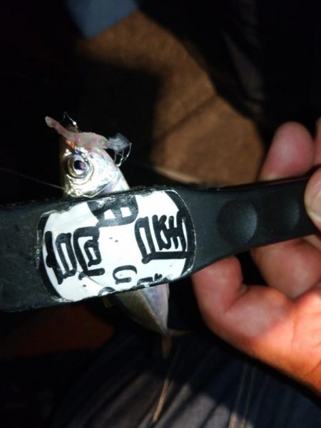 今夜も豆アジング