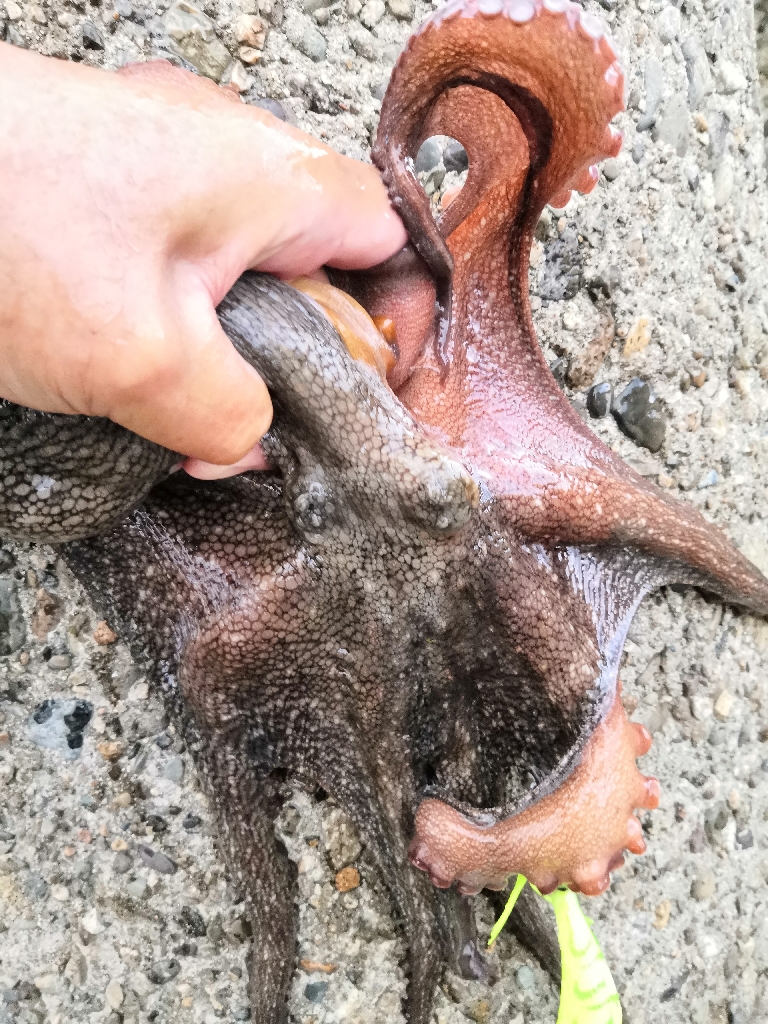 オクトパッシング 16