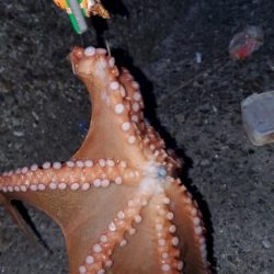 煮干し効果で爆釣❤þ…