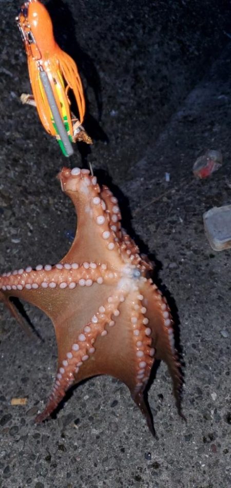 煮干し効果で爆釣❤þ…