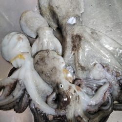 岸和田渡船　タコ