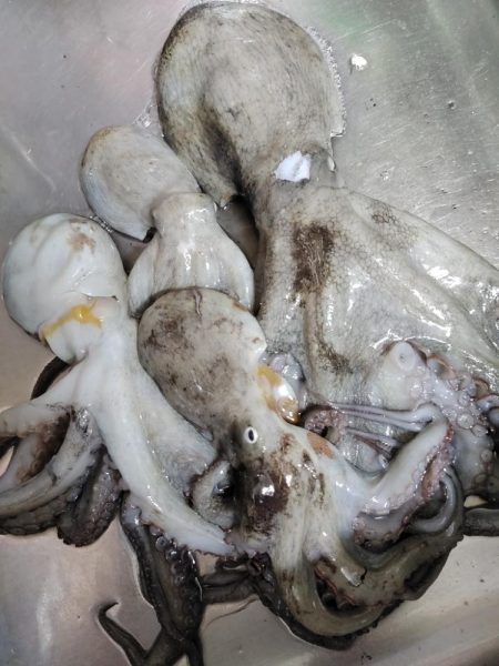 岸和田渡船　タコ