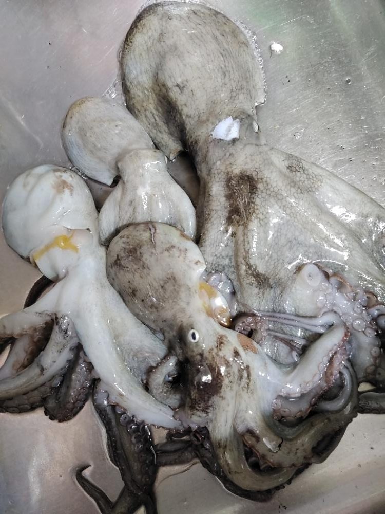 岸和田渡船　タコ