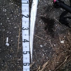 色々釣れました